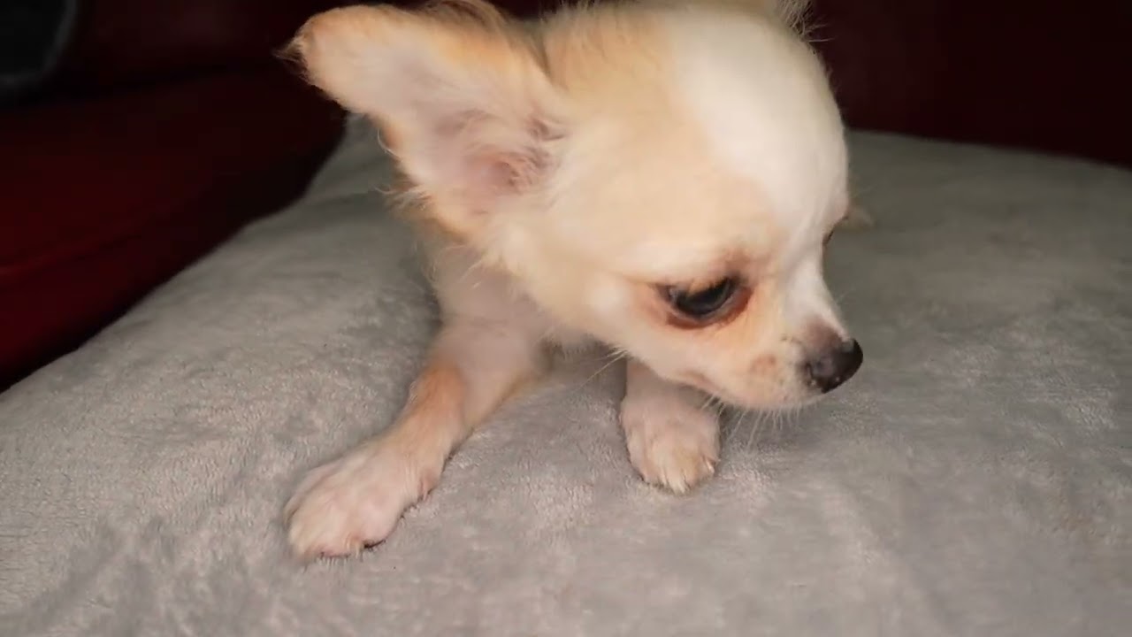 デン君7/18撮影🐾