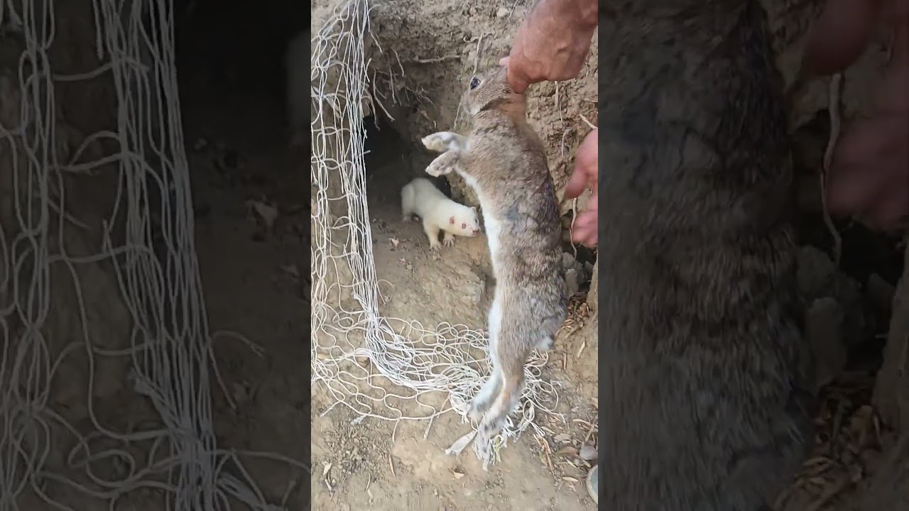 furet chasse lapin episode 1