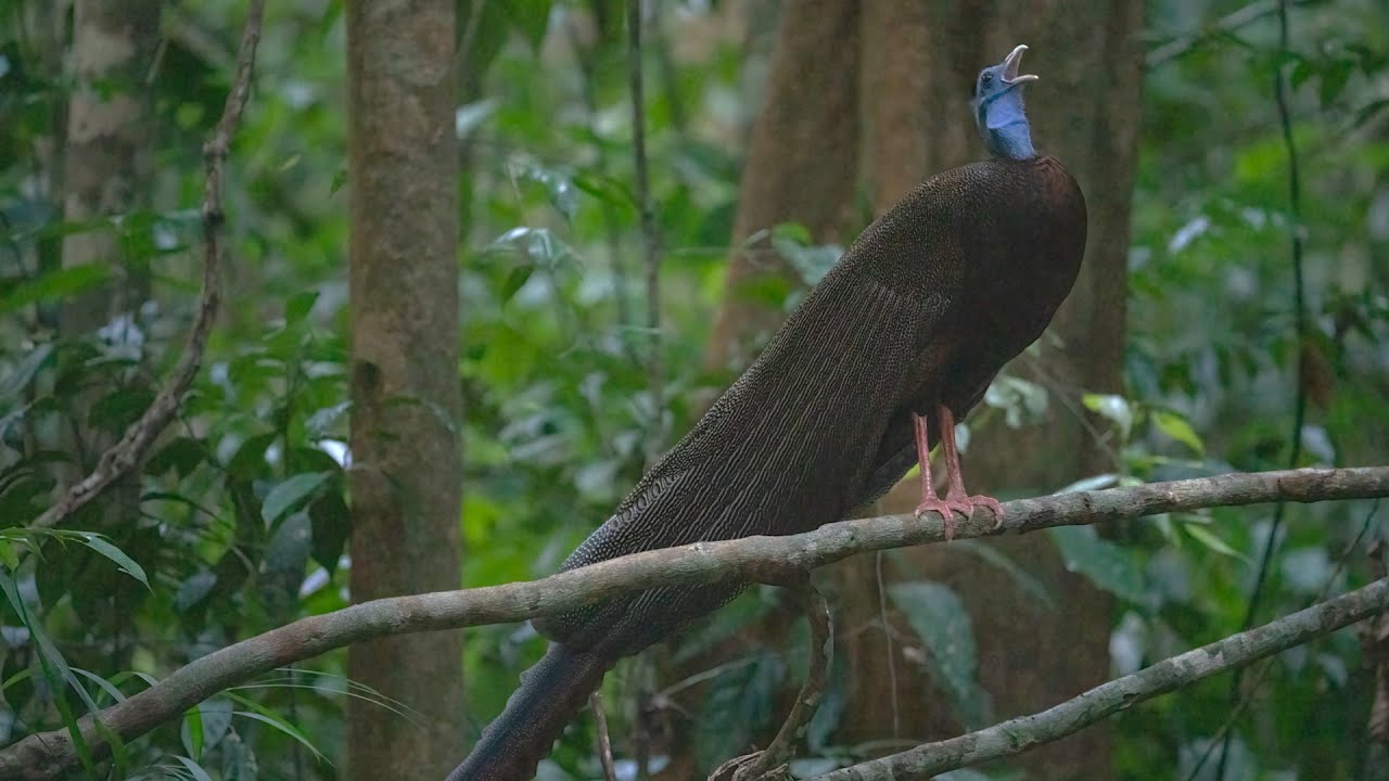 The Great Argus captured in 4K video/Sony A1 600mmf4.0 + 100-400mmf5.6
