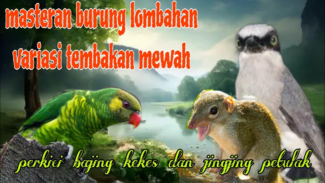 Tembakan burung mewah 🔥🔥 perkici bajing kekes dan jingjing petulak