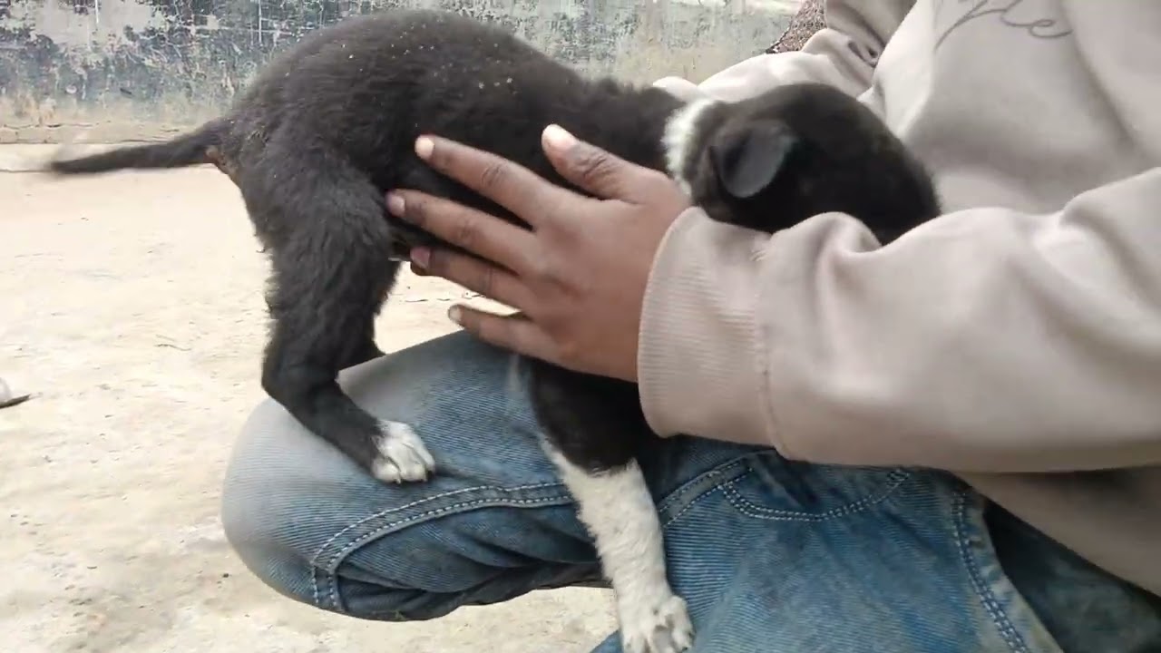 #comedy#dogs#viralvideo#whatsappstatus#funnyvideos#comedyvideos#longvideo 
