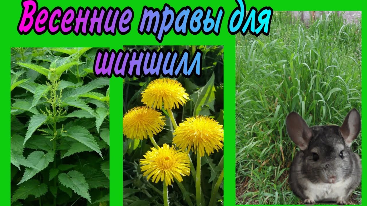 Весенние травы для шиншилл. Крапива. Одуванчики. Пырей.