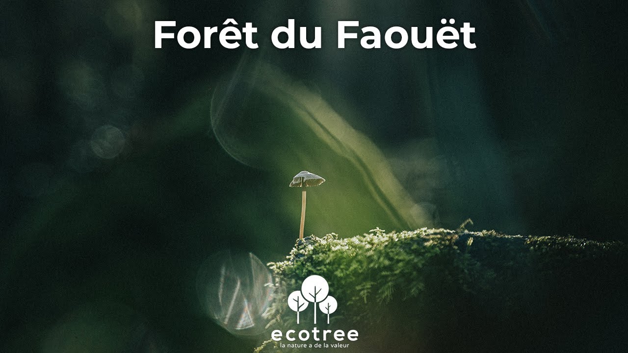 La forêt du Faouët en Bretagne, un exemple de gestion forestière durable | EcoTree