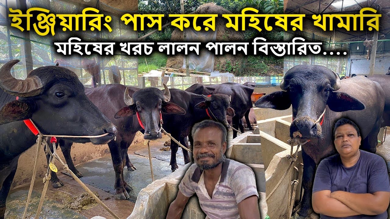 মহিষের খরচ লালন পালন বিস্তারিত এই ভিডিওতে