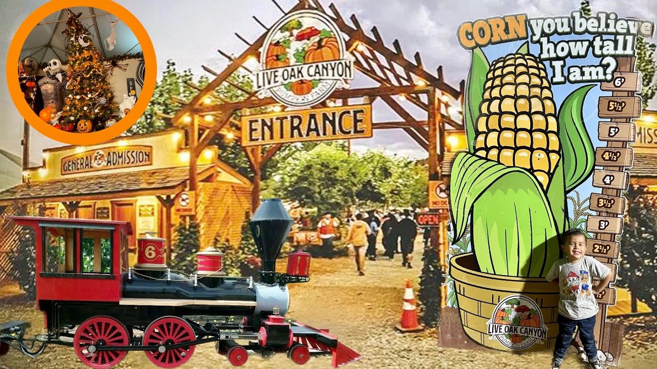 Biggest Pumpkin Patch In So Cal! |Live Oak Canyon Farm| Train Ride| Full Bar| Carnival Food| 2022