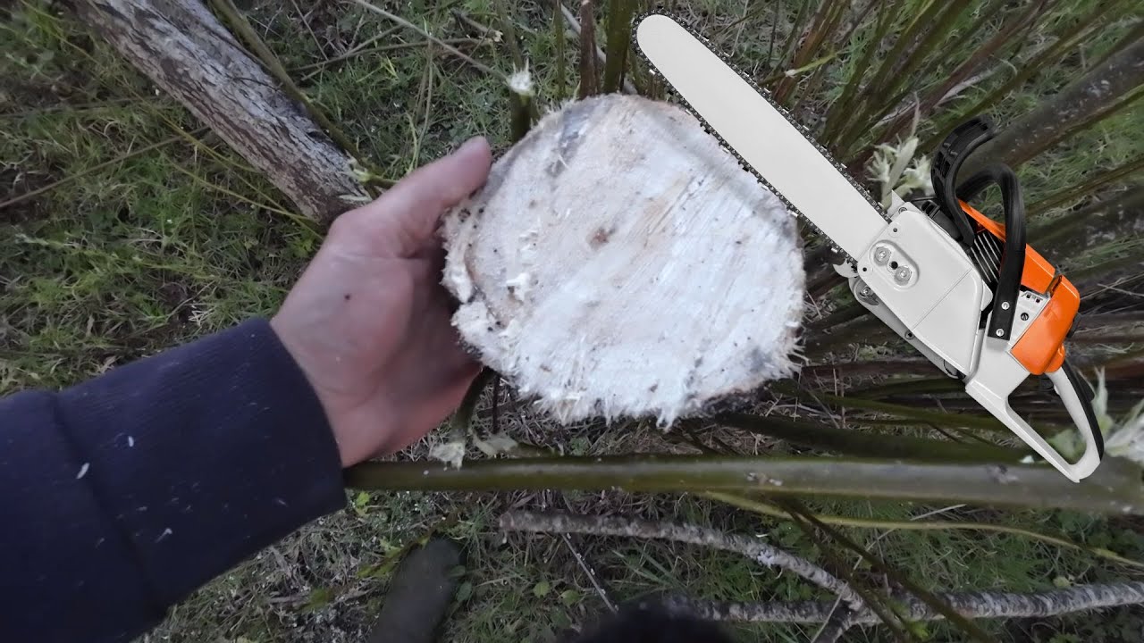 Growing and Harvesting Willow for Firewood