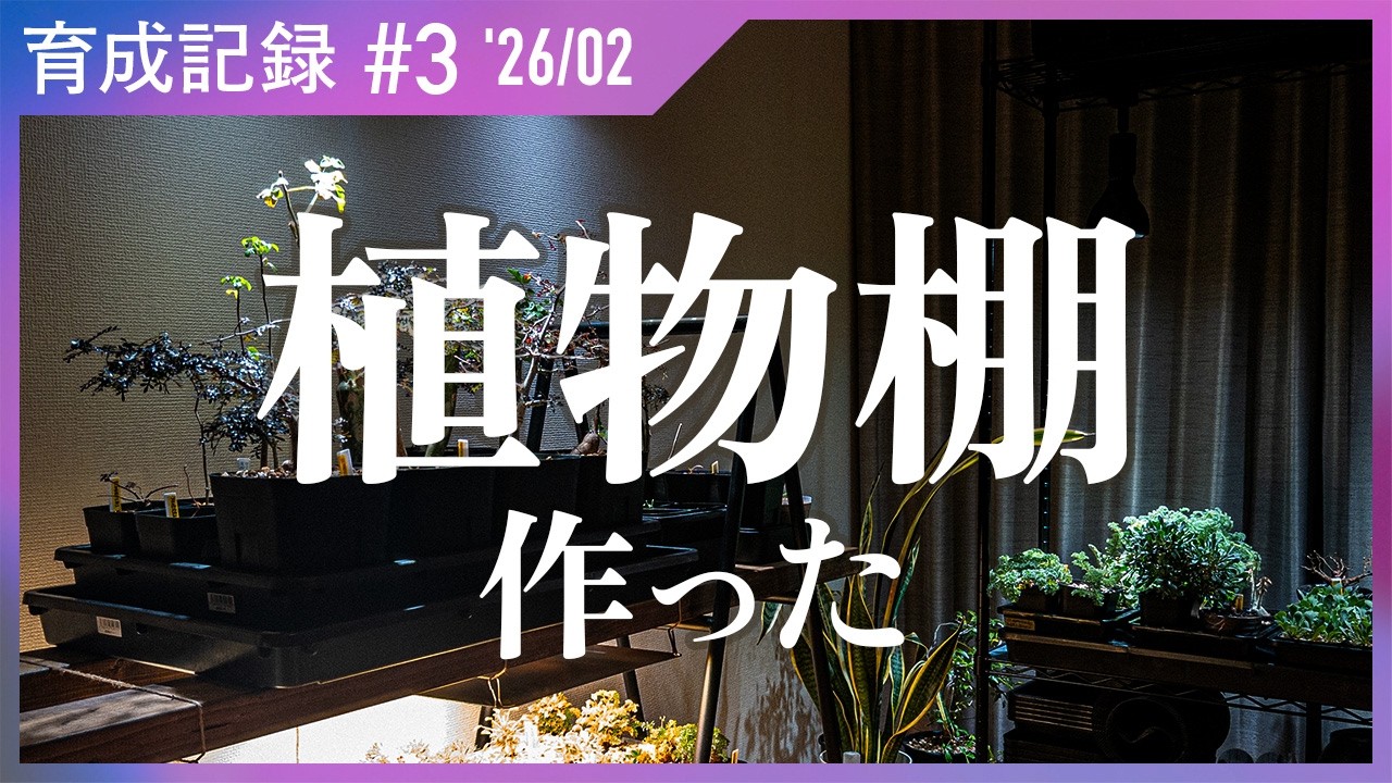 育成棚を作ったついでに、ほぼ全棚？紹介します | 塊根植物の育成記録 #3