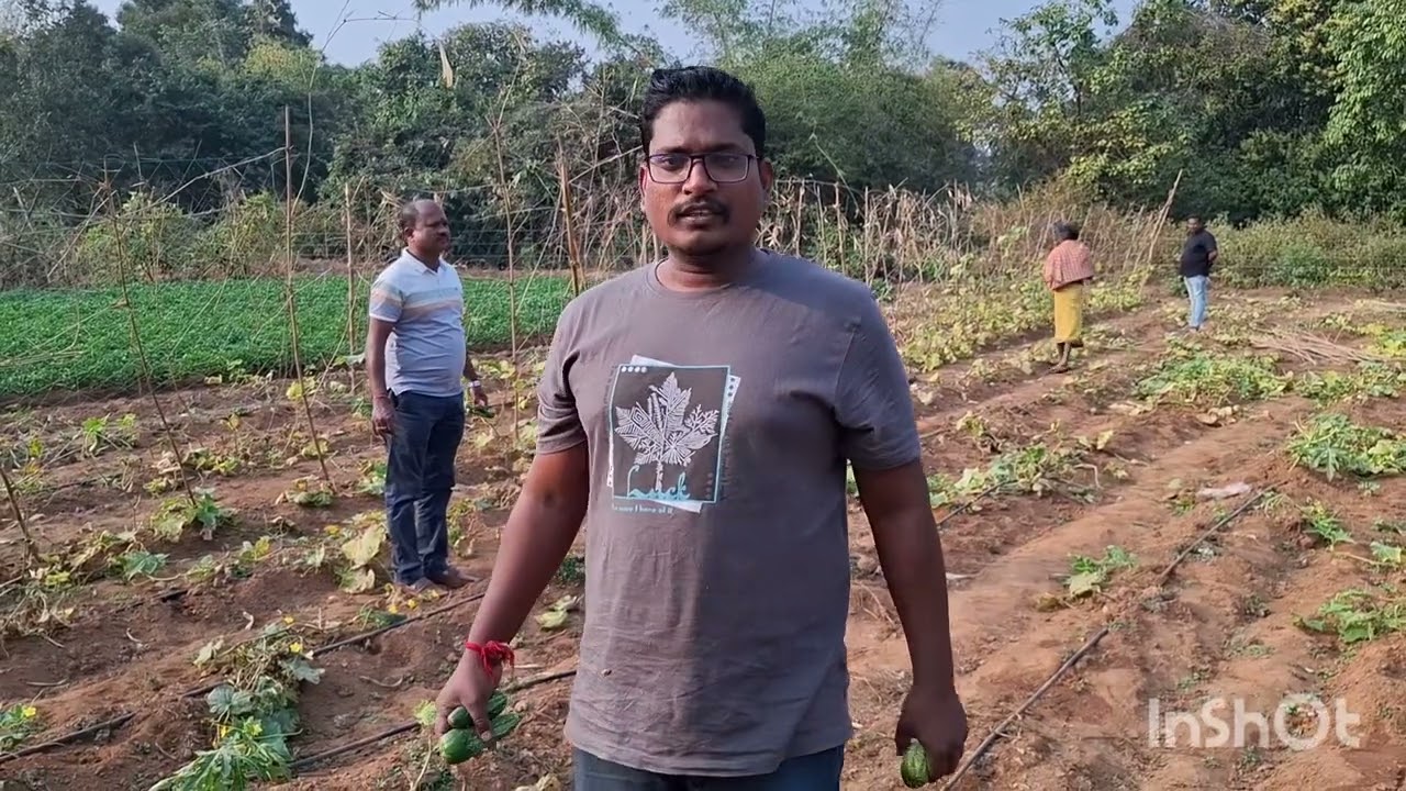 ଚାଲନ୍ତୁ ଦେଖିବା ବାବୁ ଆସିଛନ୍ତି ନୂଆ ତରିକାର ଚାଷ ଦେଖିବାକୁ ଟାଙ୍ଗୀ ବ୍ଲକ ରୁ #like# subscribe #please 