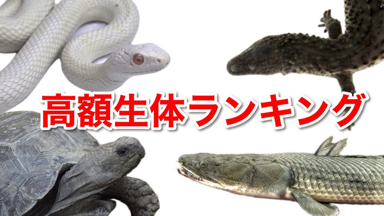 １００種類の生き物を展示する爬虫類館の高額生体TOP１０を発表します