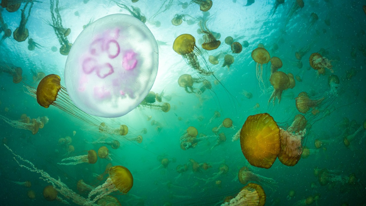 One Hour Of Wild Pacific Coast Jellyfish Swimming | Relax, Study, Chill, Vibe | 4K +  Ambient Music