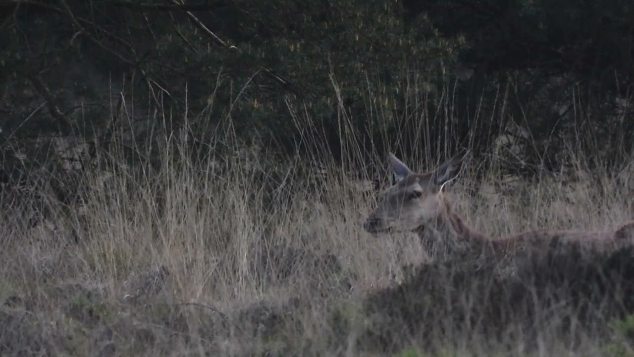Herkauwend edelhert hinde - Rust op de Veluwe - Red Dear