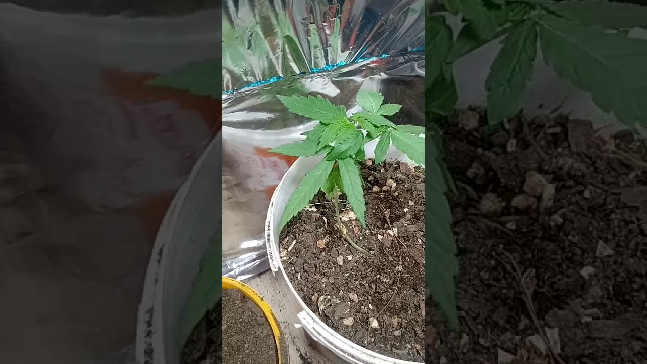 PrenSeeds com 20 dias de vida 🤤