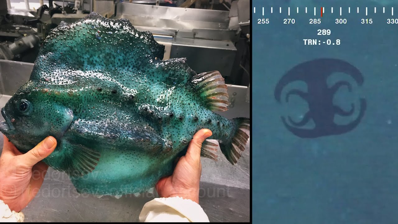 【想像を超える】謎めいた深海生物たち12種