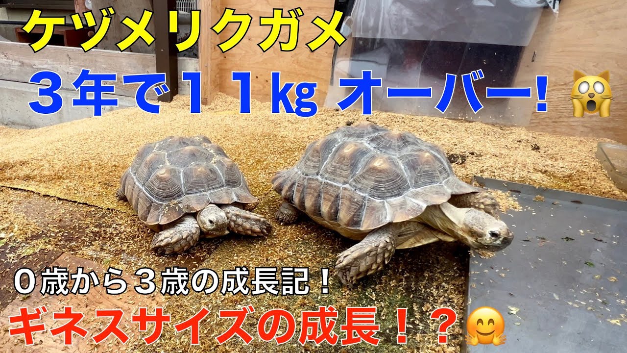 ケヅメリクガメ生後３年の体重測定！（２０２２年１月３１日）生まれ ケンとメリー（3歳で11キロ越え＾＾ギネスサイズの成長ぶり？）驚異的な成長！👍