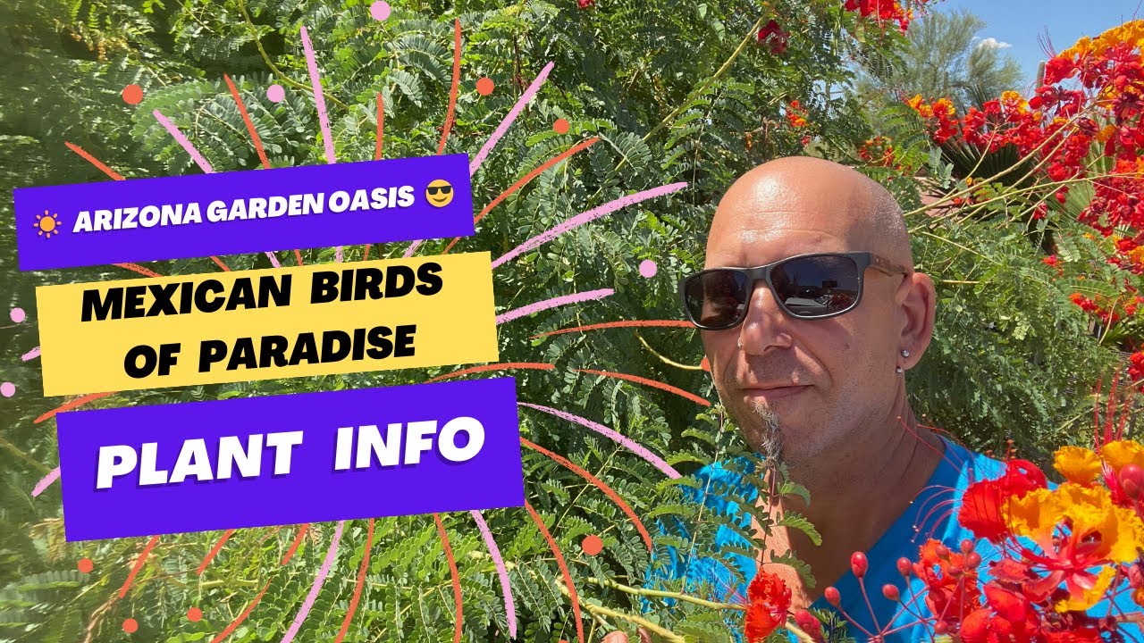 Gardening 101: Growing the Vibrant Pride of Barbados