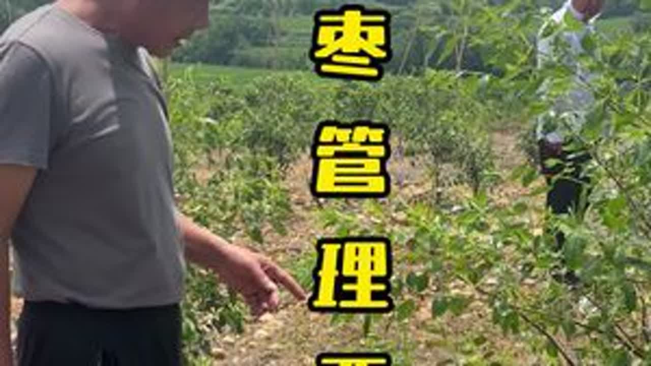 冬枣管理要点！#冬枣管理 #冬枣种植 #来抖音学农技 #田间地头实操干货 #春耕农技知识
