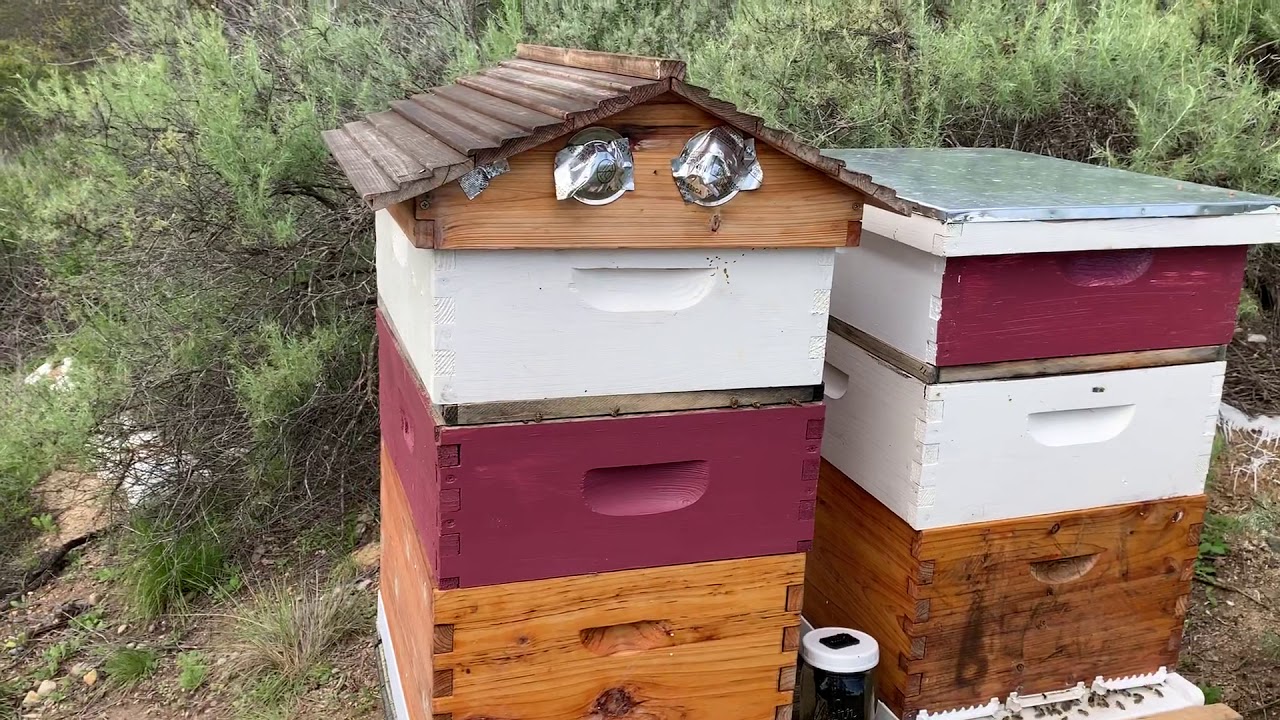 Poisoned Bees