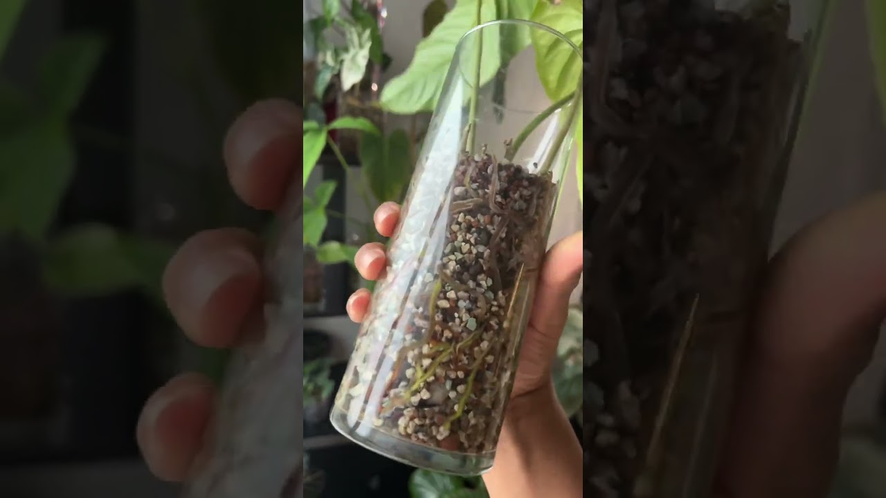 I Saved My Plant From Transplant Shock #plantupdate   #plantcaretips