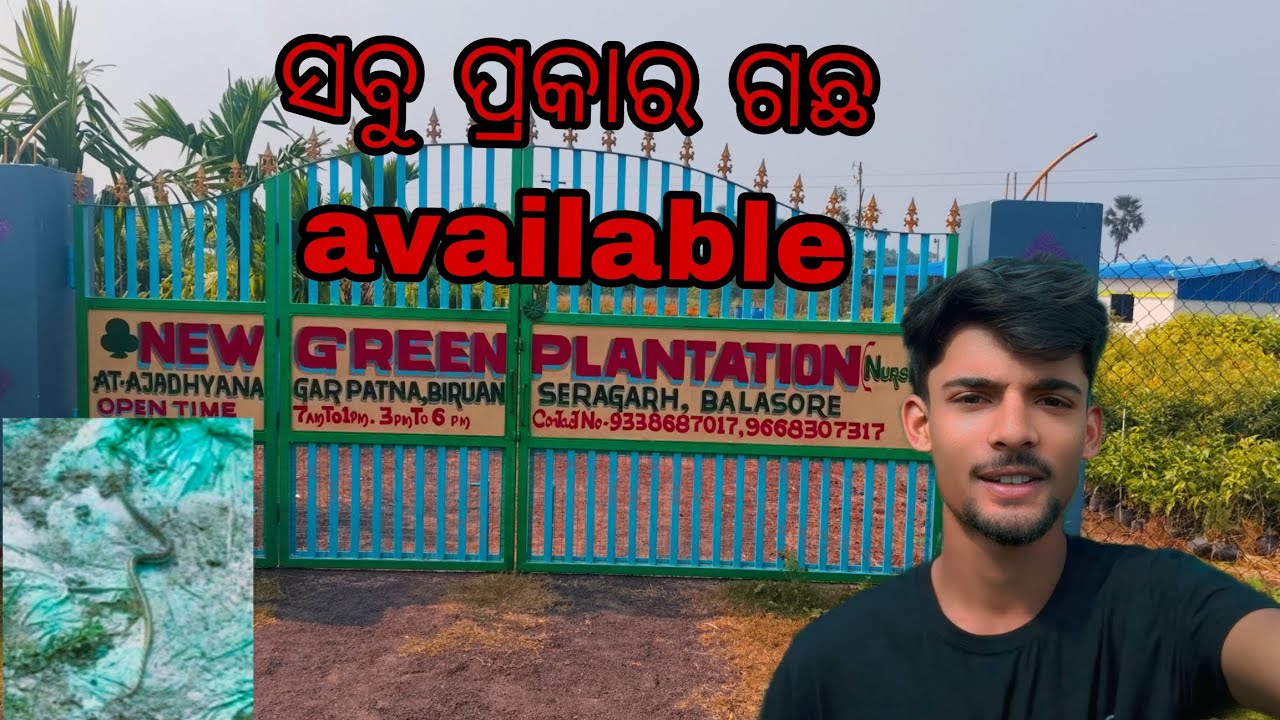 ନିଉ ଗ୍ରୀନ ପ୍ଲାଣ୍ଟସନ ରୁ ଗଛ ଆଣି ଲେ ❤️❤️❤️❤️