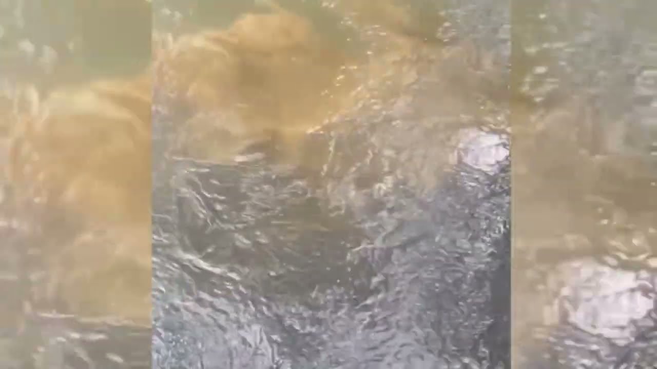 Cuero Vivo Real (Del Agua) Grabado En Video?