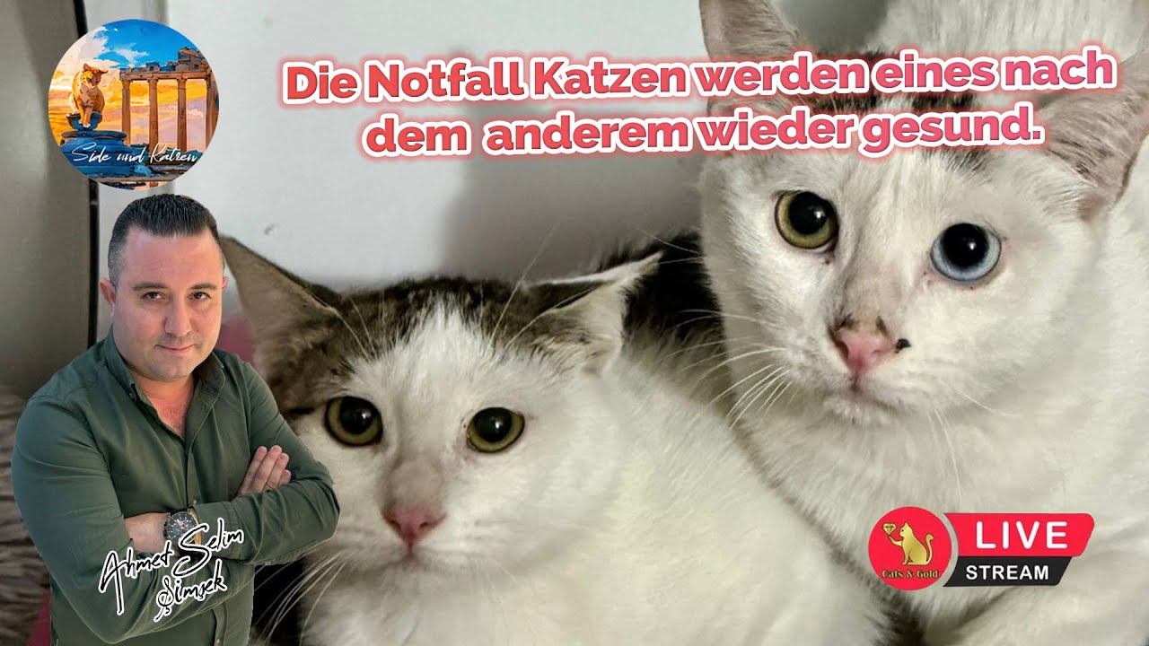 Die Notfall Katzen werden eines nach dem anderem wieder gesund.