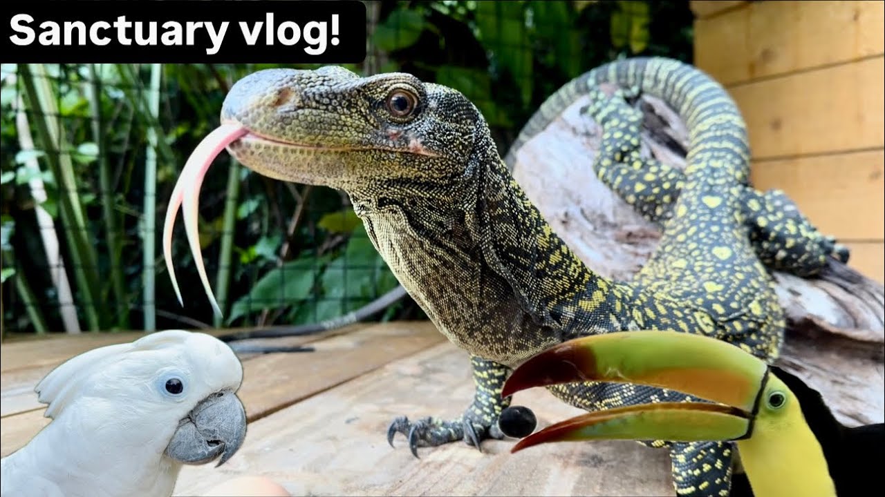 Croc monitor, toucan, sanctuary vlog!