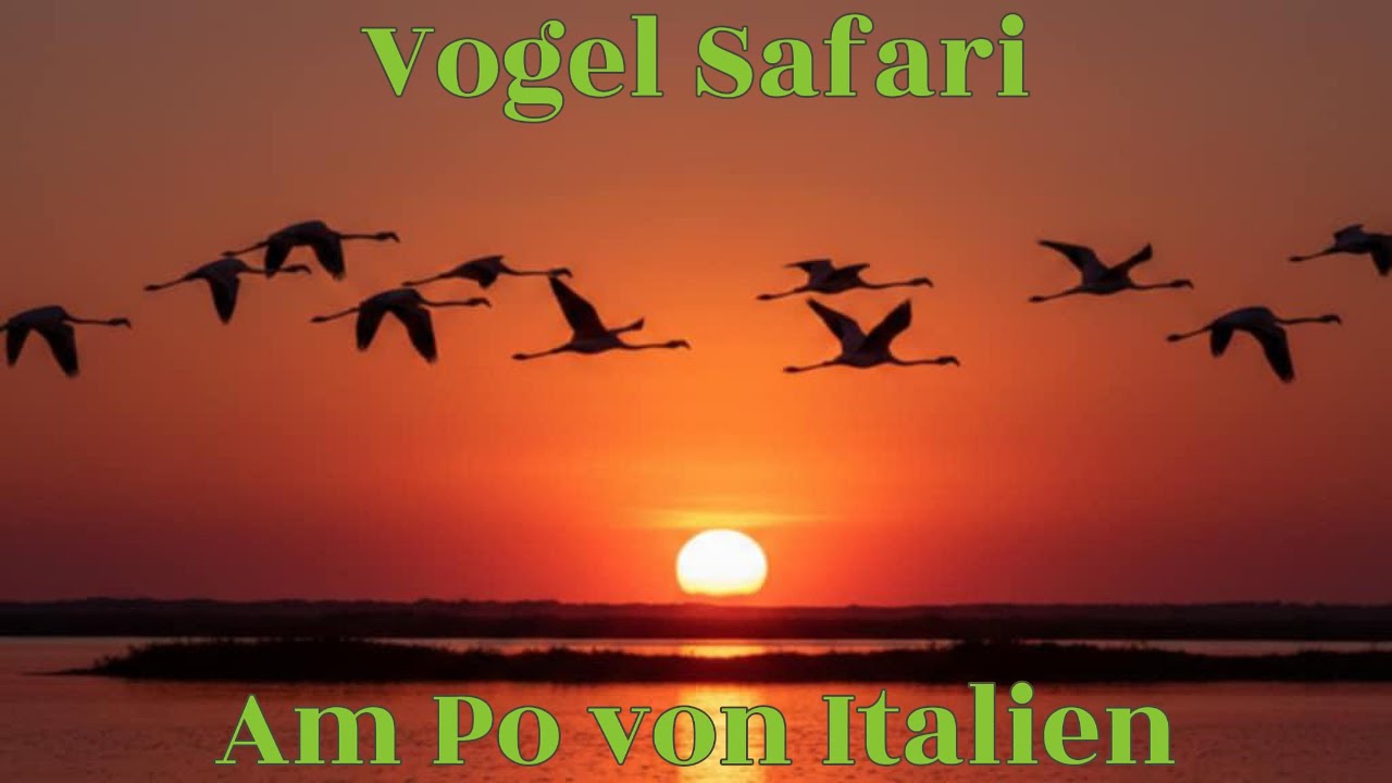 Vogelfotografie - Vogel Safari am Po-Delta in Italien