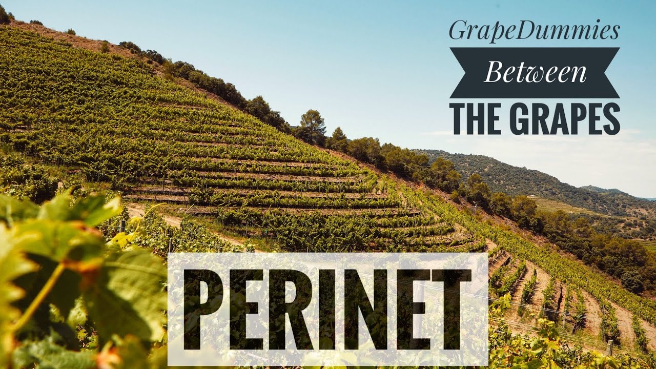 Perinet - GrapeDummies Between the Grapes (Vineyard Visit)