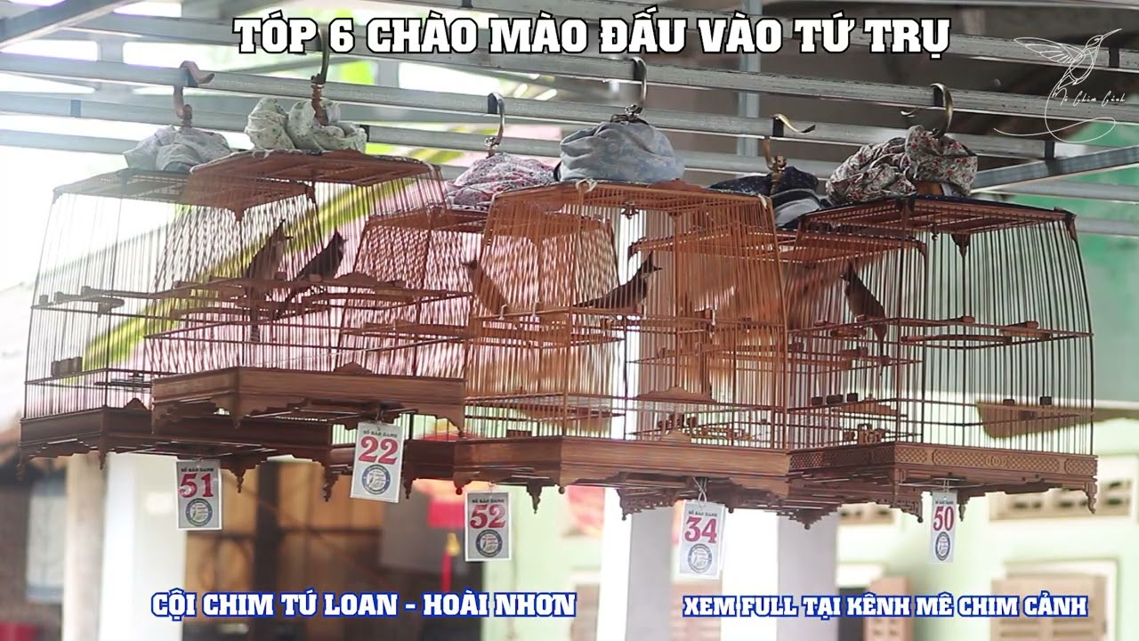 TOP 6 VÀO TỨ TRỤ  - RÙNG MÌNH THẾ LÀ CHỦ SẦU RỒI 50 ƠI - ĐẤU TRƯỜNG 47- TÚ LOAN HOÀI NHƠN