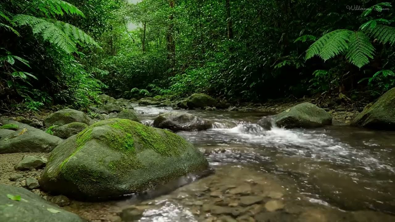 Birds & Forest Stream in One Calm Track 🌿 Deep Sleep, Stress Relief & Study Focus