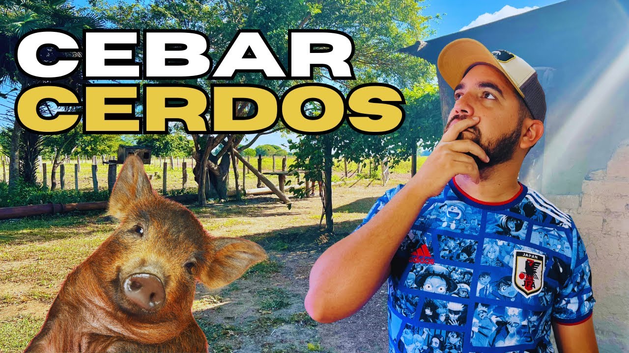 🐷 REALIDAD de la PORCICULTURA en VENEZUELA en 2024