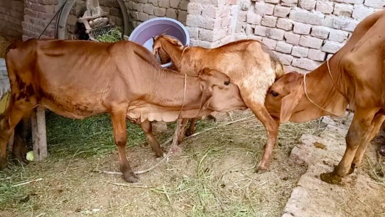 goat milking || today two calves are drinking goat milk