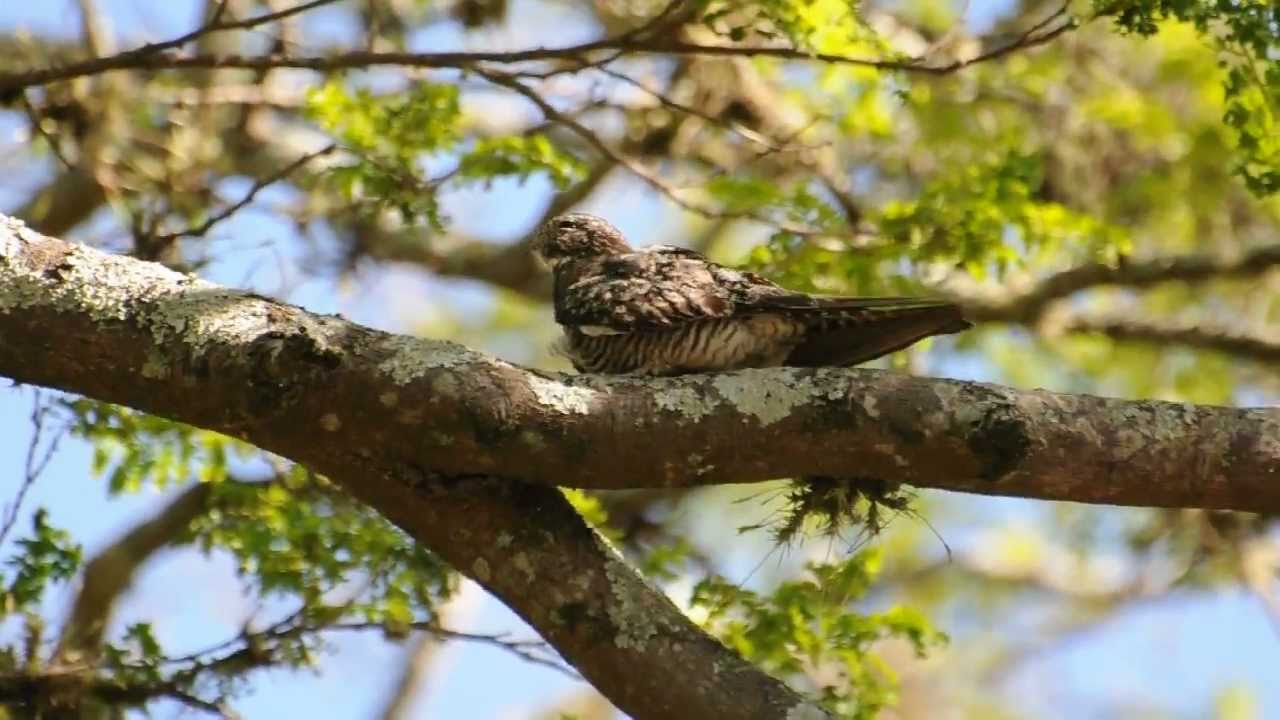 Chordeiles minor - bacurau-norte-americano / Common Nighthawk