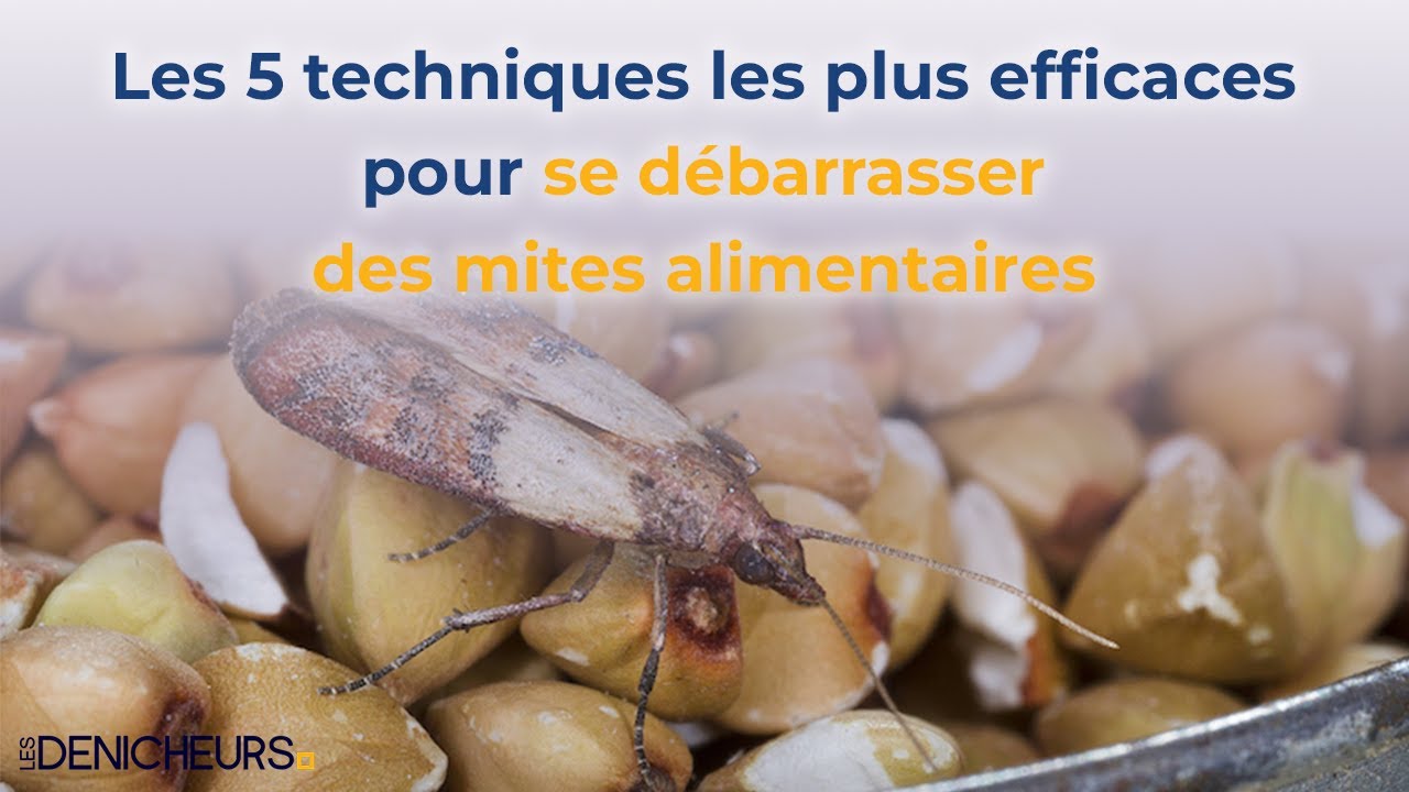 🏠 Les 5 techniques les plus efficaces pour se d&eacute;barrasser des mites alimentaires 🐛🐞🦗