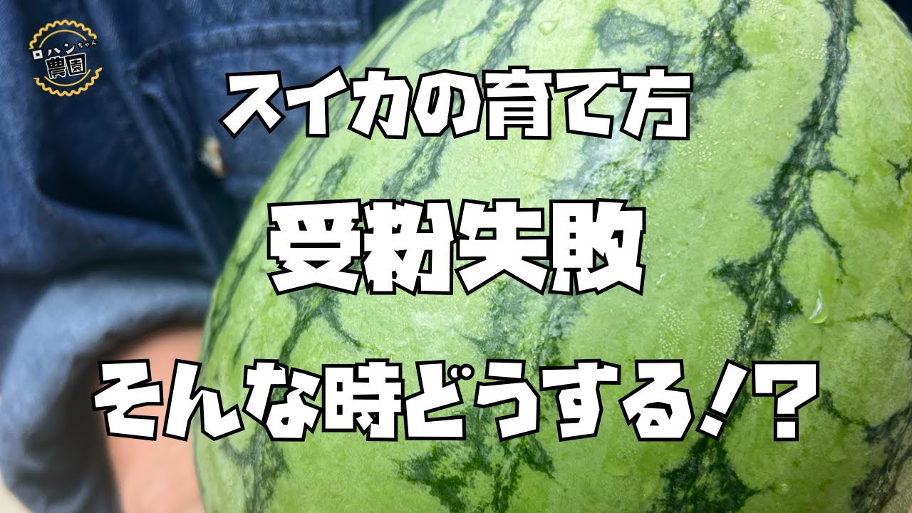低温や雨が続いて【スイカ】がヤバい！？【すいか】【農家の家庭菜園】
