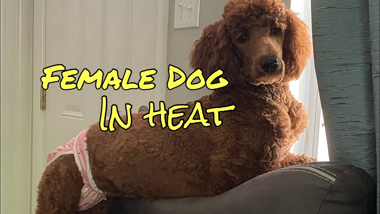 Female Dog Heat Cycle: Everything you need to know! Cleaning, diapers, spay, behavior