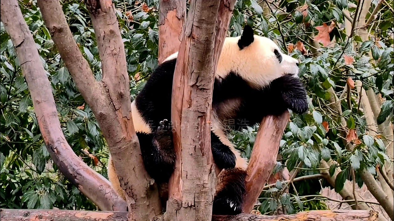 오늘은 나무위에서 옆집 수양 오빠 처다 보는 푸야~❤️ | 2월 27일 오전(푸바오 실시간) Panda Fubao