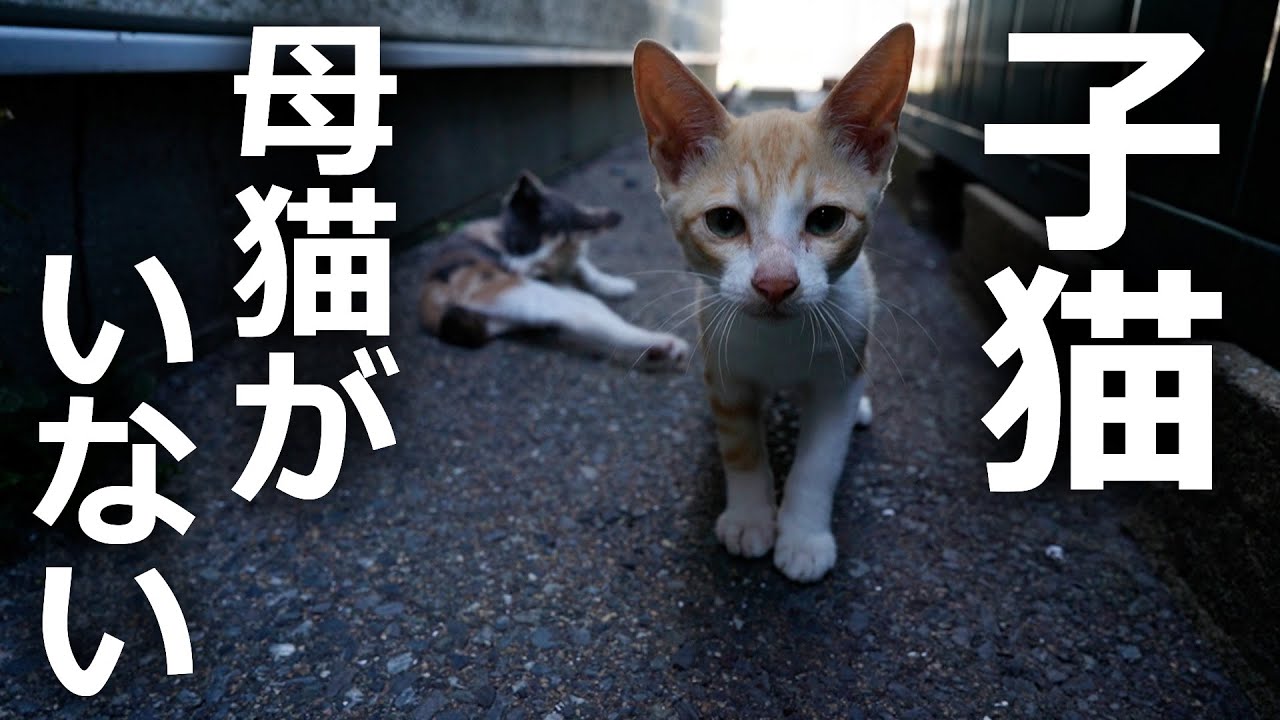 【授乳拒否】母猫が子育てが嫌で逃げ出したその結果…