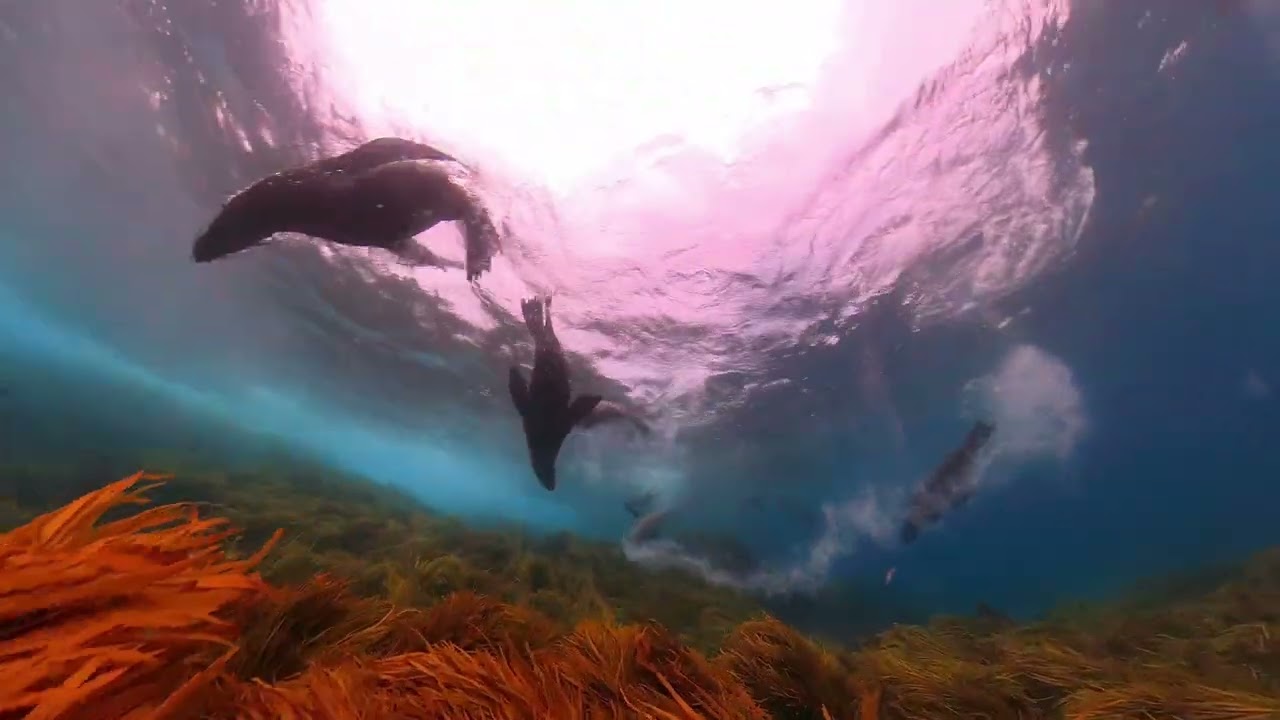 Barunguba (Montague Island) SCUBA Dive with fur seals
