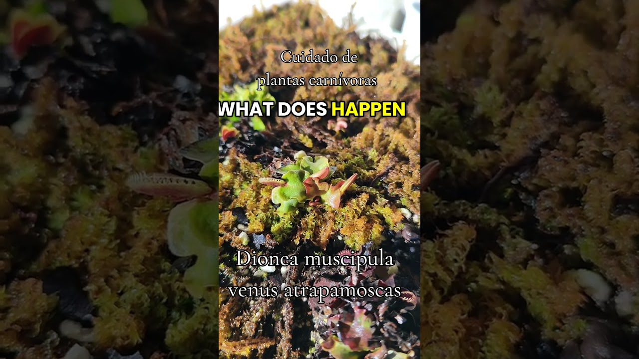 Venus atrapamoscas, flytrap , dionaea muscipula by Drbonsai