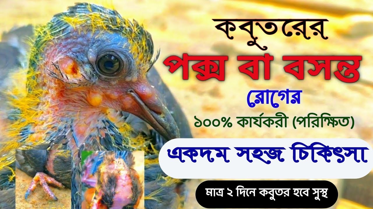 কবুতরের পক্স বা বসন্ত রোগের ১০০% কার্যকরী চিকিৎসা || কবুতরের পক্স হলে আমাদের করনীয় ||