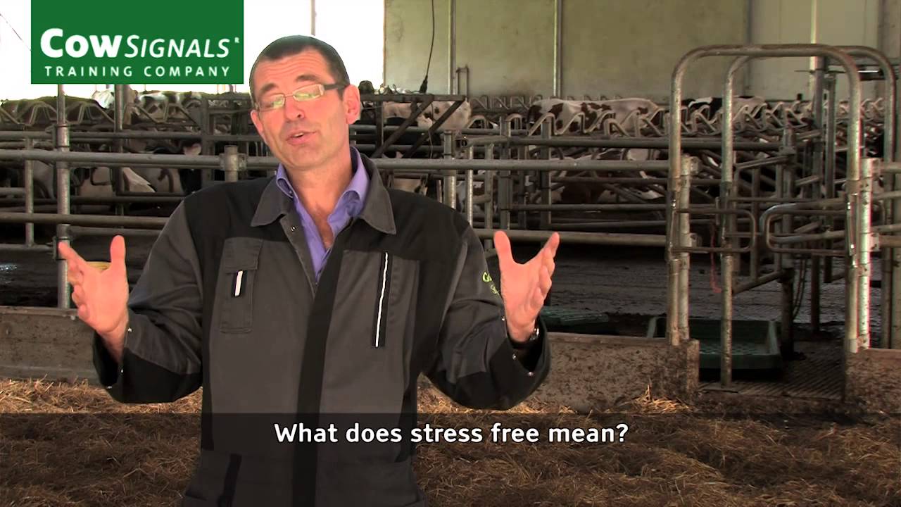Cows with longer productive lives - CowSignals Training Company