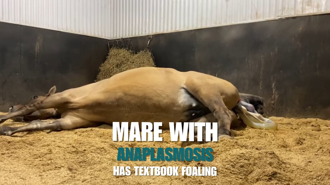 Mare with Anaplasmosis Has Textbook Foaling!