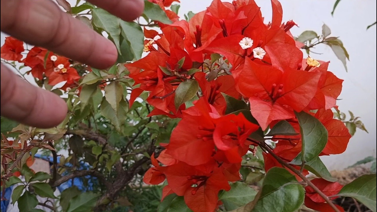Tại sao nên thường xuyên cắt tỉa cây hoa giấy