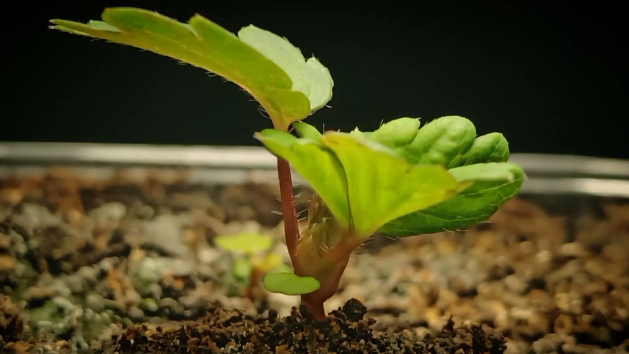 Germinação do Morango