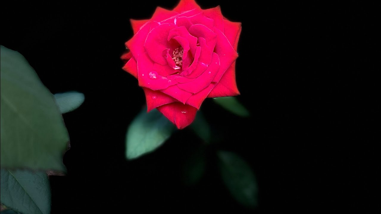 The Rose by Amanda McBroom arr. by Sharon Cook