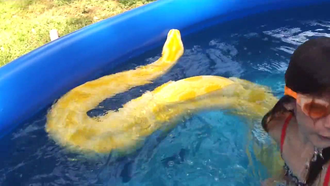 Une jeune fille nage avec un python dans une piscine !