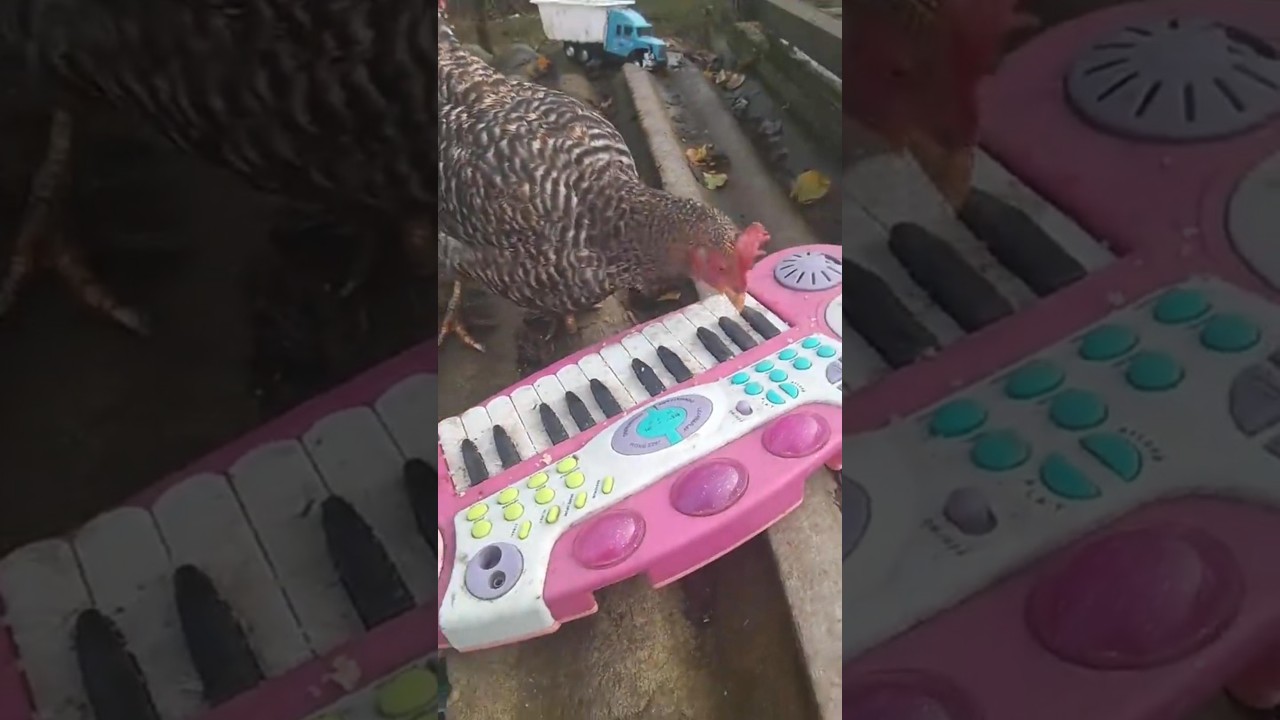 Потомок Моцарта 🐔 | автор: supecellcreator