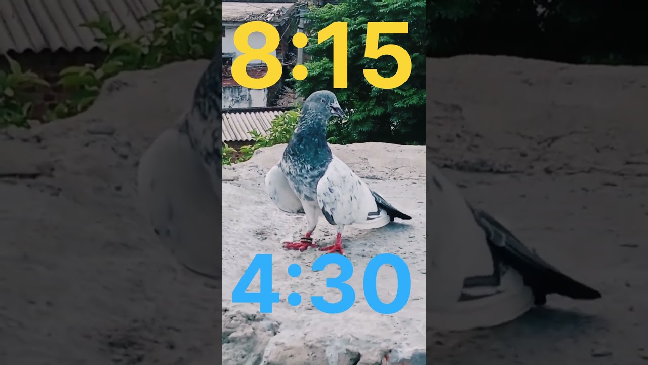 subah ka uda hua kabutar 8:15 uda hua Sham 4:30 baje utra kabootar #virals #videos #pigone #kabootar