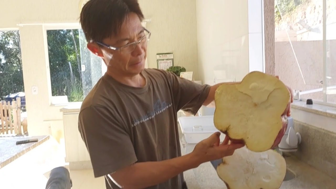PREPARAMOS AQUELA BATATA DOCE GIGANTE QUE COLHEMOS NA CHÁCARA COM QUASE 8 kg | congelamos uma parte